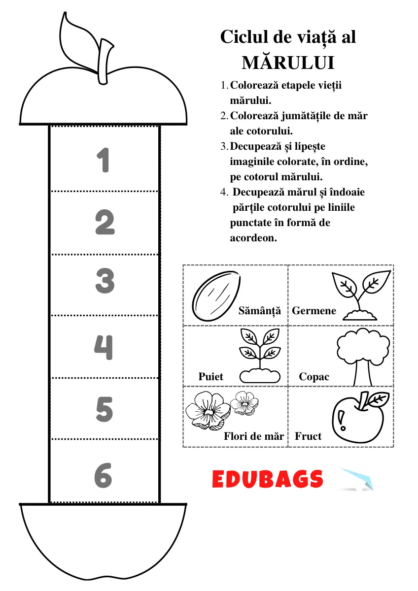 Ciclul de viață al mărului - printabil