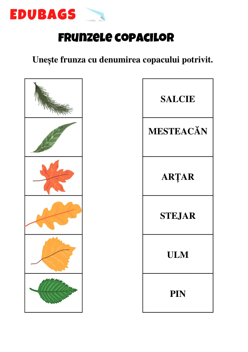 Frunzele copacilor - fișă printabilă